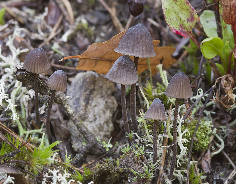 Mycena galopus var. nigra